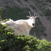 A mountain goat on Timpanogos. I saw 40 or 50 in all that day. Stunning!