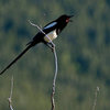 Magpie, Rocky Mountain National Park.