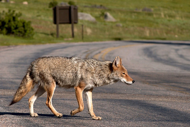 Coyote, Rocky Mountain National Park.