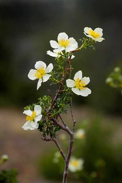 Cliff Rose, Northern Arizona