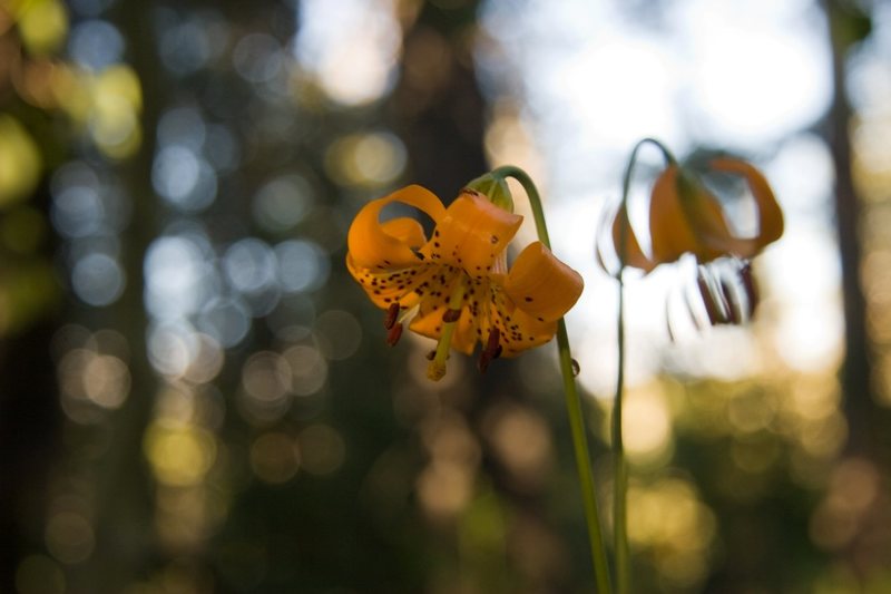 Sierra Lily (Lilium kelleyanum)<br>
<br>
Yost Lake