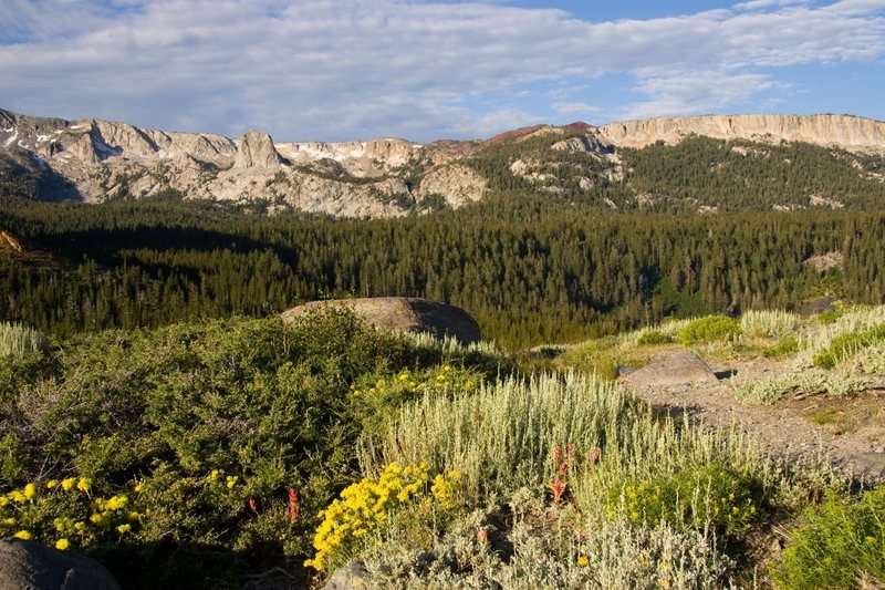 Wildflowers on Panorama Dome with the Mammoth Crest in the background.