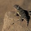 A pair of Horned Lizards seen on the approach trail to Sentinel Peak.