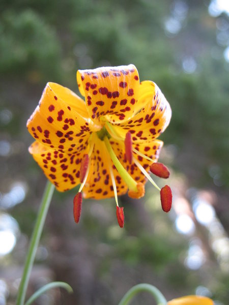 Humboldt Lily (Lilium humboldtii), Mammoth Lakes Area