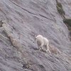 Trail blazer at Mt. Evans.