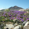 Penstemon and White Mountain peak as viewed from the trail just north of Barcroft lab.