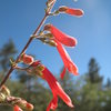 Eaton's Firecracker (Penstemon eatonii), San Bernardino Mountains