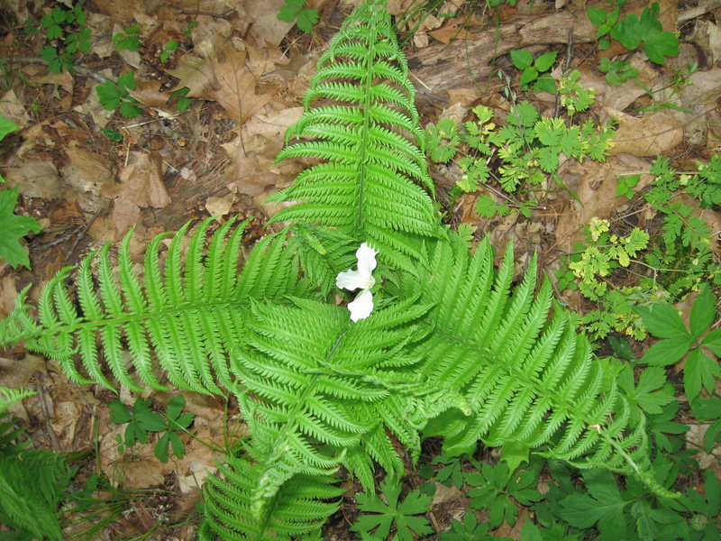 Fern/Trillium at Wildcat Mountain State Park, WI