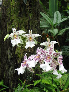 Just some pretty orchids