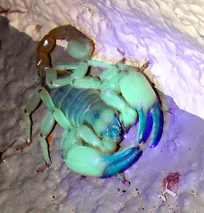 Desert Hairy Scorpion, FLV, Nevada. 