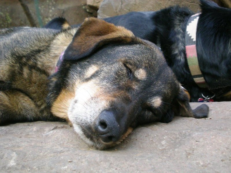 Frida crashed at the Overlook.