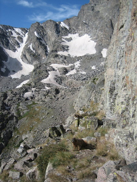 Marmots trying to steal my #1 Camalot on the second grassy tier of the Petit.