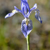 The namesake flower, photographed in Iris Meadow, below the crag.