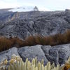 frailejon in the front, in the back, Ritac Uwa Blanco peak