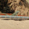 Gambelia wislizenii...Long Nose Leopard Lizard also thinking about rappeling of a perfect ledge! 