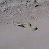 Good sized rattle snake on the dirt road to El Rito on 9/19/09.