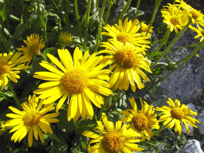 Alpine Flowers