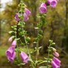 Common Foxglove (Digitalis purpurea) <br>
<br>
Kinnoull Hill