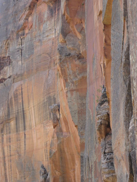 Falcon watches us climb.