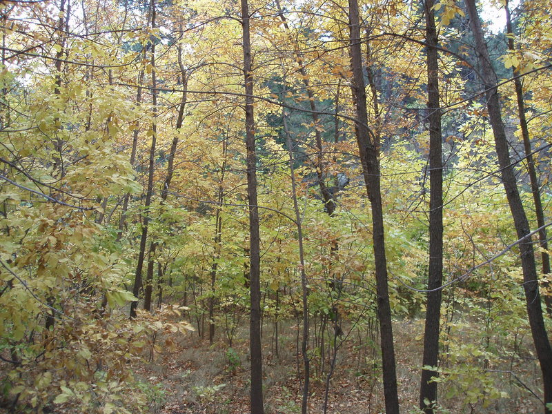 A little fall foliage below the Flatirons...