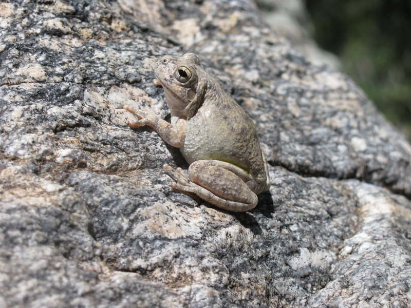 These cool little frogs like to hang out on all the holds. 