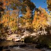 Aspens in Lundy Canyon