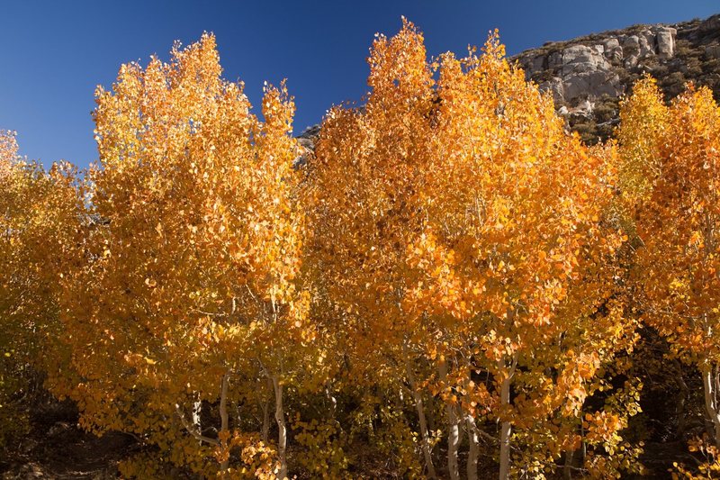 Aspens along South Lake Road