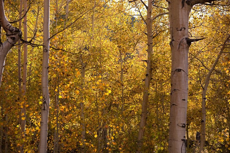 Aspens along Bishop Creek