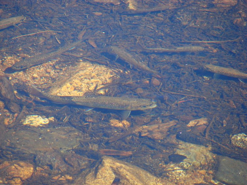 Small trout near Lembert dome, Sept 09.