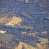 Small trout near Lembert dome, Sept 09.