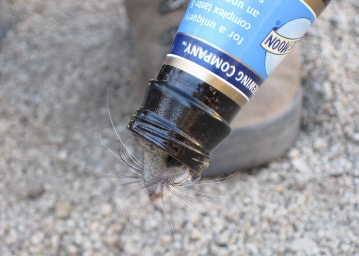 Kangaroo Rat stuck in a beer bottle. You'll see this every 17 years or so.