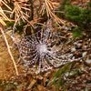 Pretty neat frozen spiderweb, in the Flatirons, October '09.