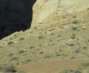 Big Horn Sheep at the entrance of Three Fingers Canyon
