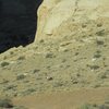 Big Horn Sheep at the entrance of Three Fingers Canyon