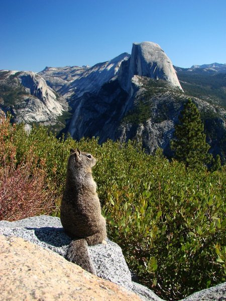 A squirrel with a view.  We were laughing about the tourists from other countries taking pics of rodents, and then there I was...  September 2009.