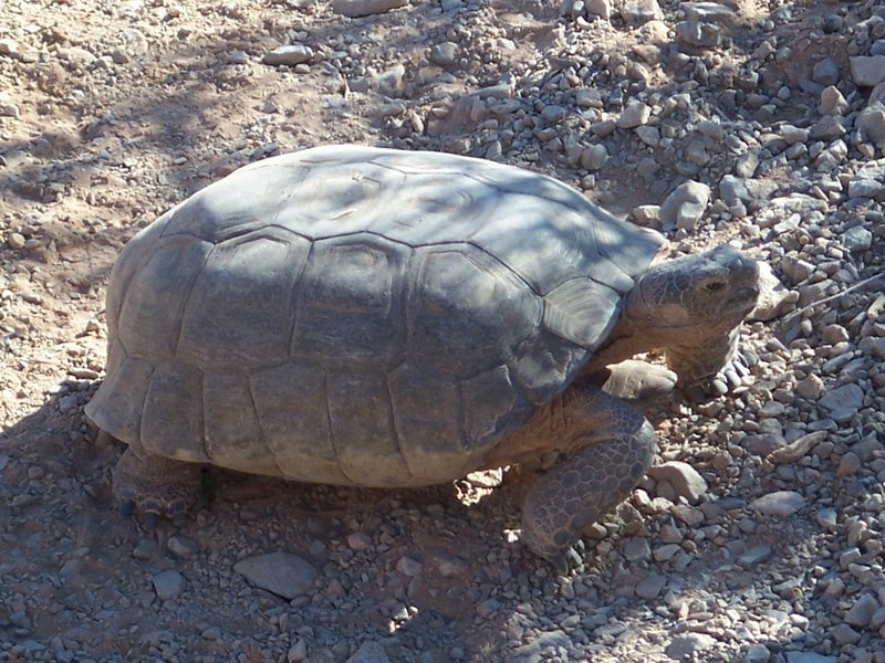 If you are lucky, you might run into one these on the hike in.