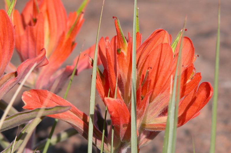 Indian Paintbrush.