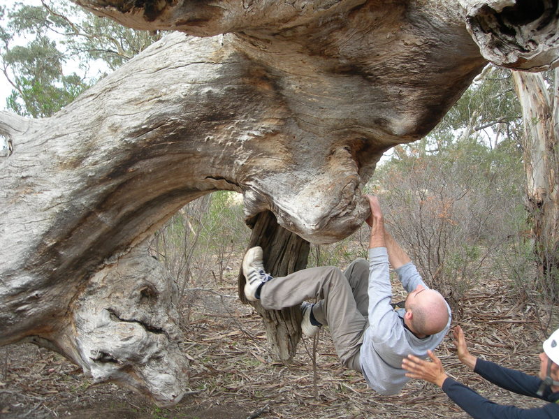 The Tree Boulder, weirdest bouldering problem I've ever done, couldn't believe it was in the guidebook.