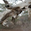 Tree Boulder