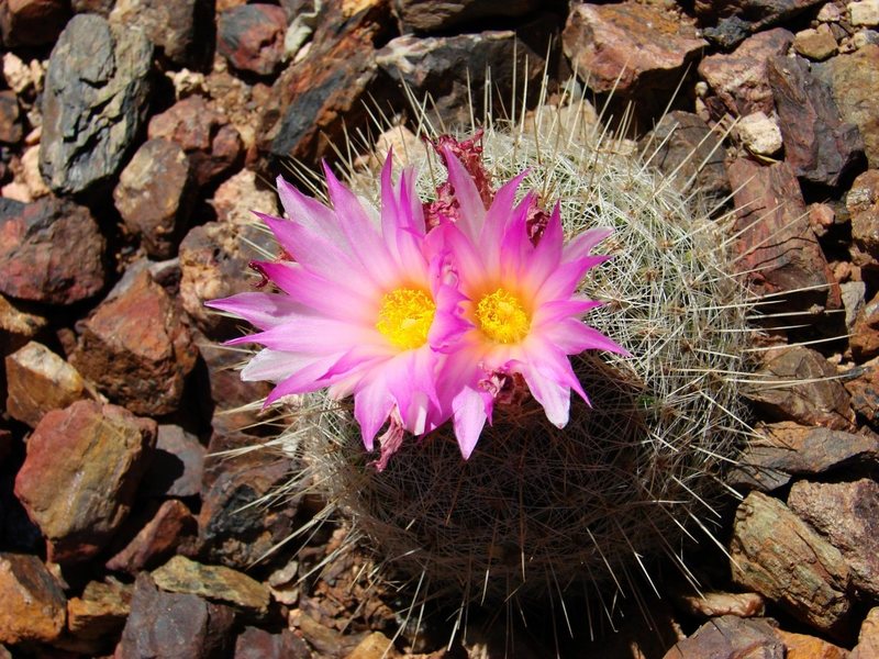 Blooming (Barrel?) Cactus, March 09.