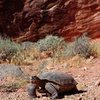 Desert Tortoise, near The Pearl, June 2004, Kraft Boulders.  