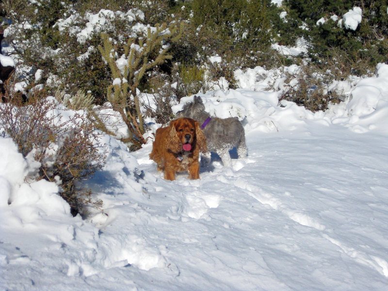 Snow in Red Rock- Oak Creek Canyon on 12/8/09. 