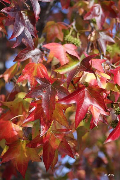 Fall colors, shot with 85mm F1.8<br>
