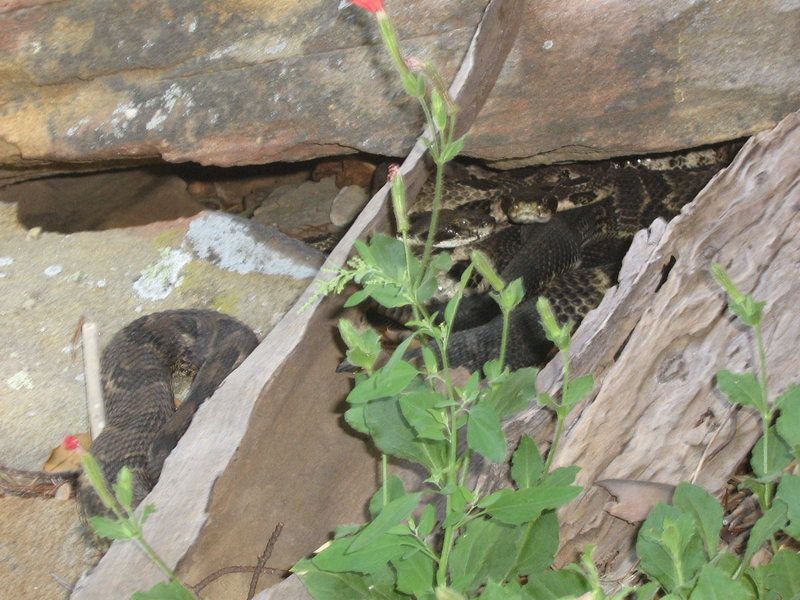 Where did you think baby snakes came from?
