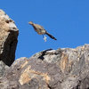 A hopping roadrunner.<br>
Photo by Blitzo.