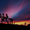 The first sunset of 2010, Joshua Tree NP