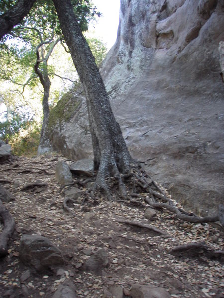 Tree at base of Camel