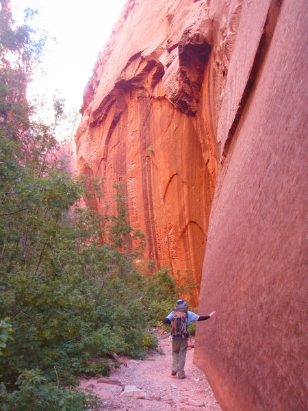 South Fork, Taylor Creek. Monolithic walls tower over the canyon.