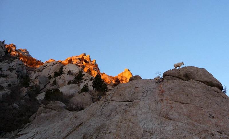 Let's just say the views from the top don't suck. Mr. Goat and Jr. Calf joining me in contemplating LCC...