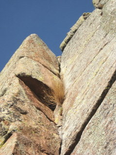 Crux of the route is at the the small bunch grass. 